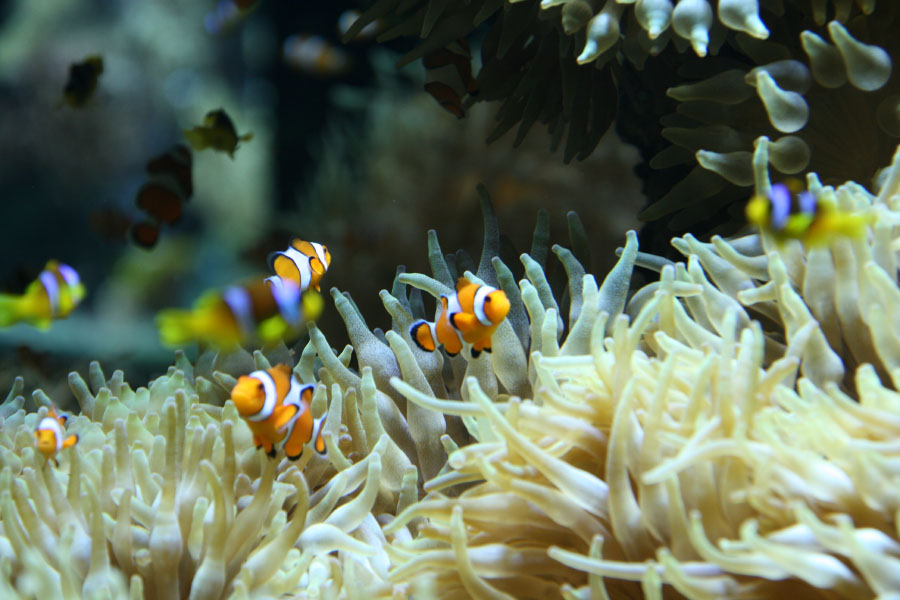 Musee oceanographique